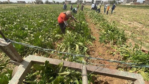 مزارعو بنجر السكر بالإسكندرية.. مشاكل التوريد أزمة تبحث عن حل