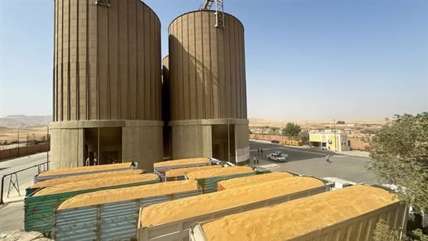 قنا تتجاوز المستهدف من توريد القمح عن الموسم السابق