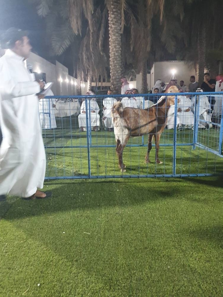 الجمعيات التعاونية تخفض أسعار الماشية