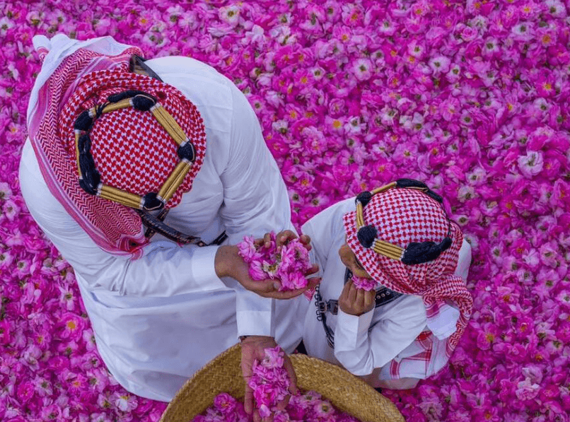مزارعو ورد الطائف يودّعون أغلى مواسمهم مع نهاية الحصاد