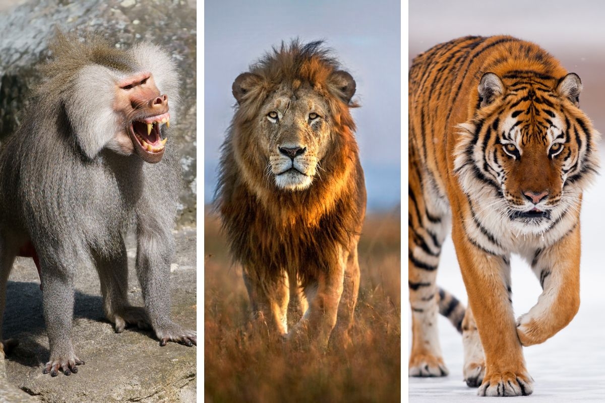 Qatar calls for owners of dangerous animals such as lions, tigers and baboons to register or face $27,500 fine