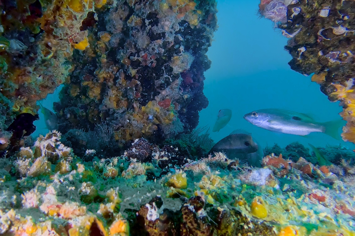 Dubai Reef project deploys 3,660 modules with 20,000 planned by 2027