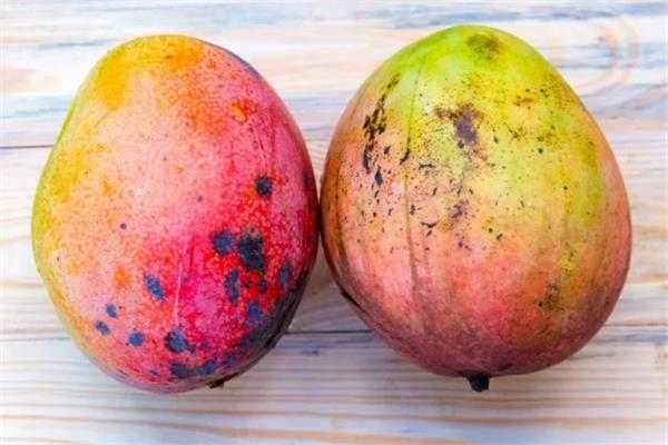 : اليوم العالمي للمانجو .. فوائد ونكهة لا تُقاوم