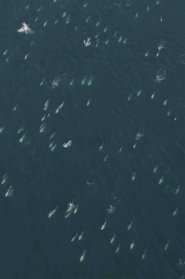 A miles-long cluster of dolphins captured on drone video