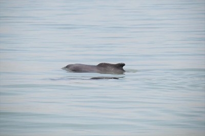 Rare Dolphins Sighted Near Kuwait's Umm Al-Naml Island