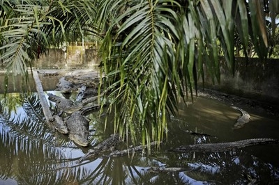 Crocodile attacks in Indonesia on the rise