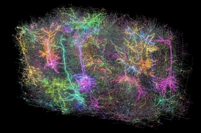 Experts map a mouse brain that looks like a galaxy