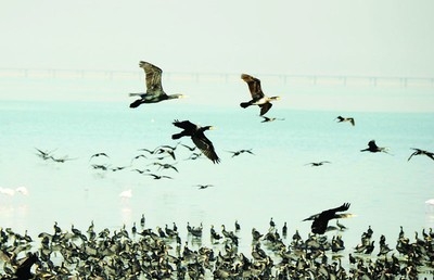 Kuwait key stop for migratory birds: Important habitats identified