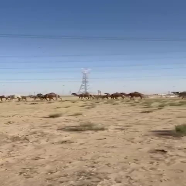 PAAAFR cracks down on Illegal camel grazing along Kabd Road