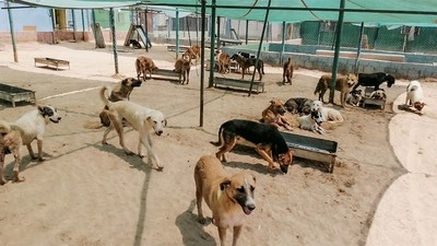 Stray Dog Reports Welcome via WhatsApp at 56575070