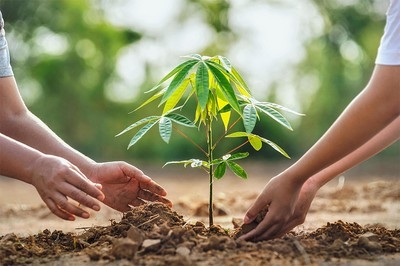 Indian Embassy in Kuwait Hosts 'A Tree for Mother' Environmental Event