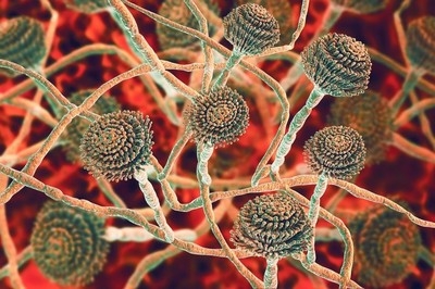 Deadly fungus could kill millions in Asia, Europe, and the Americas, study warns