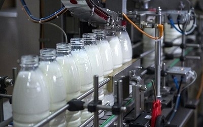 Over 8,000 Cows Infected with Foot-and-Mouth in Kuwait; Milk Output Drops 75%