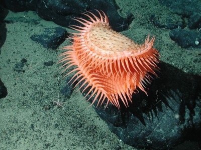 Only 0.001% of the ocean floor visually explored, study warns