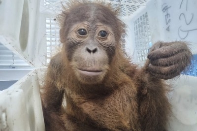 Thai police rescue 2 baby orangutans and arrest trafficking suspect