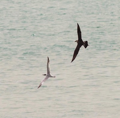 Kuwaiti-international team spots rare oceanic birds in Kuwaiti waters
