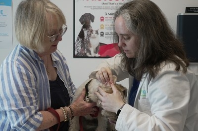 Pets can suffer from allergies too, but help is available