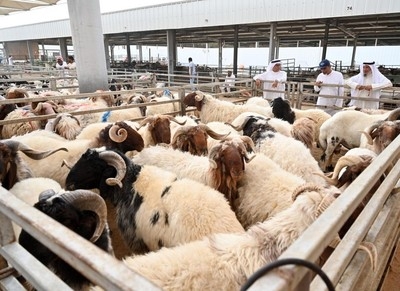 Sacrificial sheep price falls, demand remains sluggish