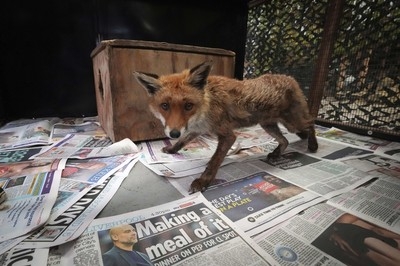 When a fox says ‘help' in London, there's often an ambulance on its way