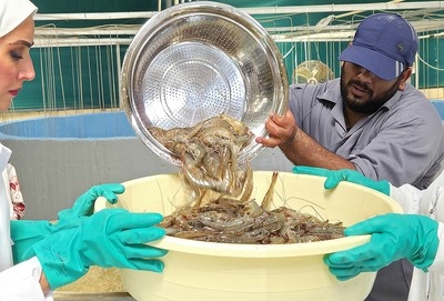 Locally grown shrimp hits Kuwaiti market in food security milestone