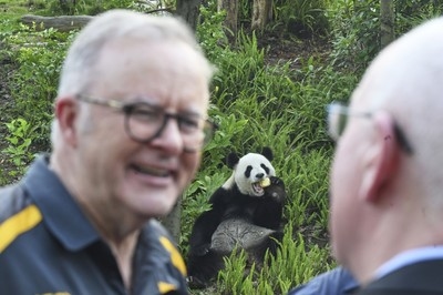 Australian PM indulges in panda diplomacy as China state visit nears end