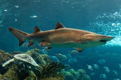 Kuwait Scientific Center launches pioneering study on shark behavior
