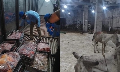 Pakistan busts illegal donkey meat operation, seizes 900kg of meat