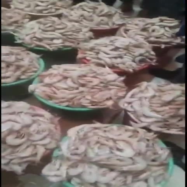 Kuwaiti seafood bounty returns as shrimp fishing season begins