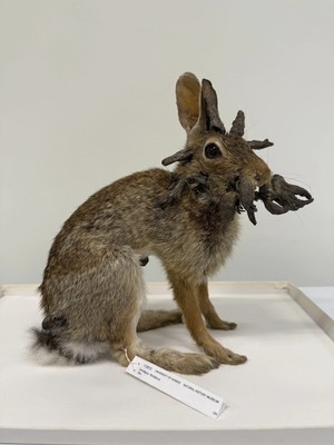Horned Rabbits? Here's the Weird but True Story