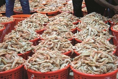 Kuwait Shrimp Season Revitalizes Markets: Strong Catch and Stable Supply