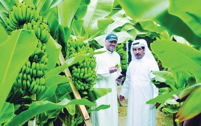 Kuwait-grown bananas now available 1st time in the market