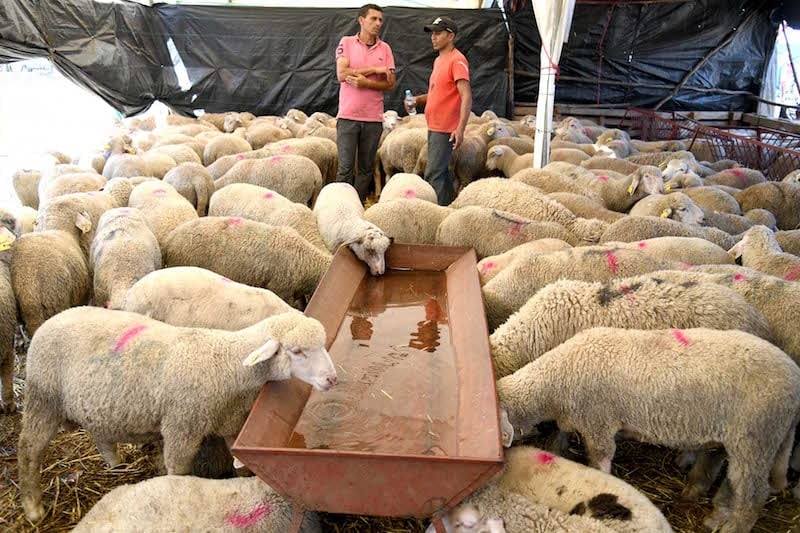 الغاء عيد الاضحى في المغرب..آثار صادمة؟