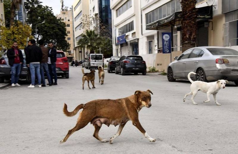 الكلاب تخلق ازمة من نوع جديد في المغرب؟