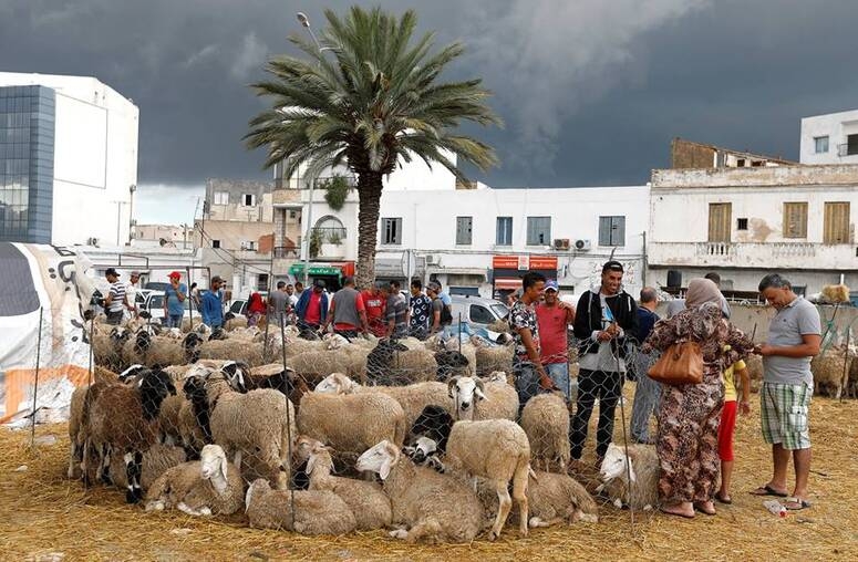 قابس: وفرة في عدد الأضاحي مع انخفاض أسعارها مقارنة بالسنة الفارطة (رئيس الاتحاد الجهوي للفلاحة)