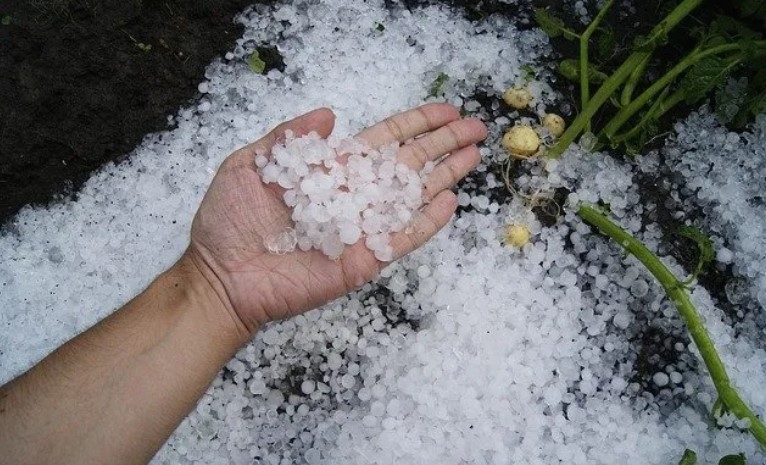 القصرين: أضرار كبيرة تطال الزياتين والأشجار المثمرة بسبب حجر البرد والرياح العاتية