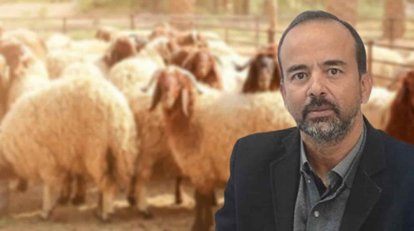 رئيس اتحاد الفلاحة: القطيع متوفر والأسعار مرشحة للتراجع قبل عيد الأضحى