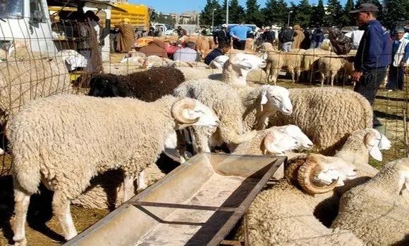 وزارة التجارة تدعو الفلاحين الى تزويد فضاءات البيع المنظمة بالأضاحي والانخراط في عمليات البيع بالميزان