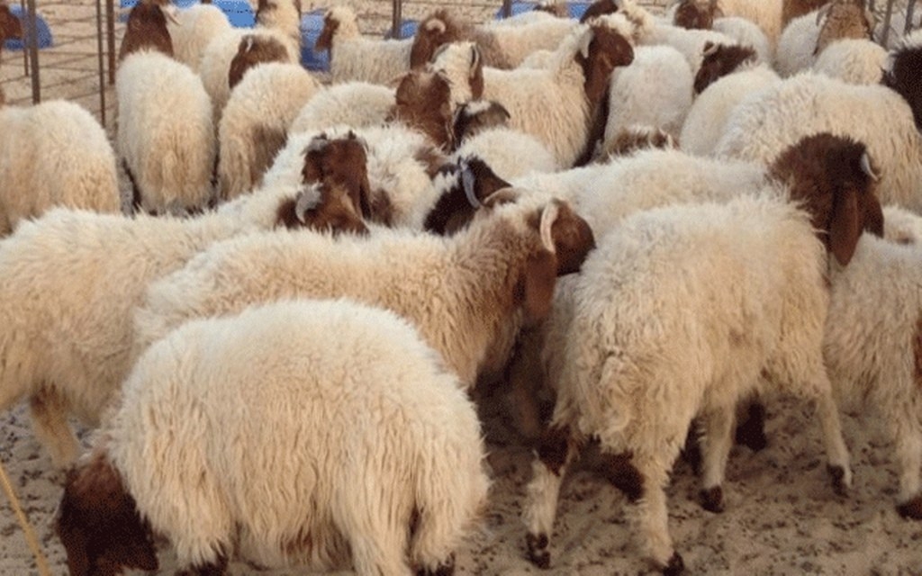 نابل: إقبال متوسط على شراء الاضاحي بسوق الدواب ببوعرقوب وسط تذمر من غلاء الأسعار