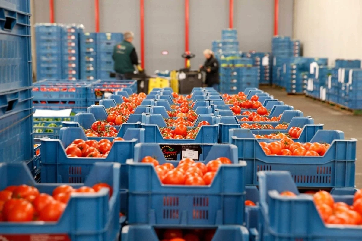صادرات المغرب الفلاحية تُعزز مكانتها في السوق الأوروبية