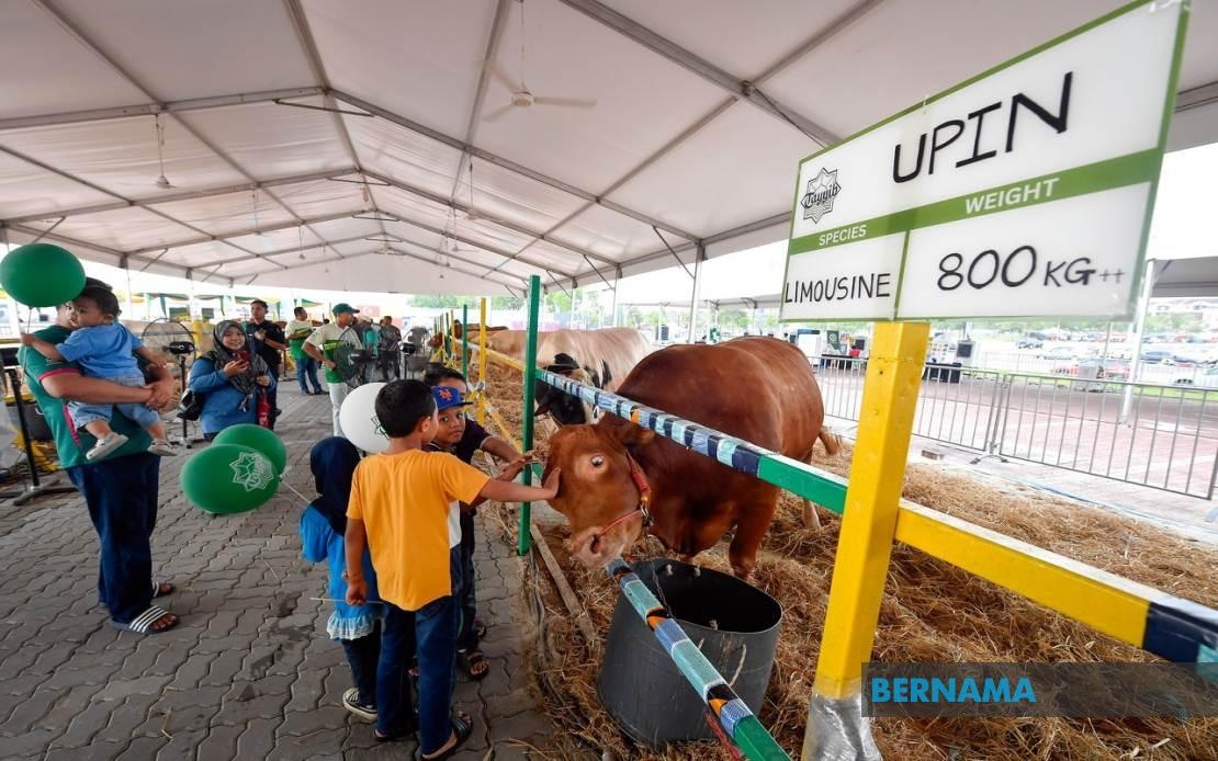 Upin, Ipin Among Premium Cattle To Be Sacrificed At Tayyib Ranch Qurban Carnival