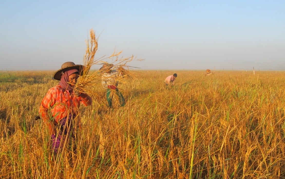 IRRI Calls For Collective Action As Rice Faces Mounting Global Pressures