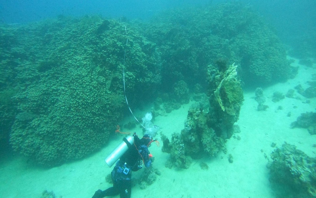 A 800-year Lost Treasure: Ancient Living Coral Giant Discovered In The Red Sea Breaks Records