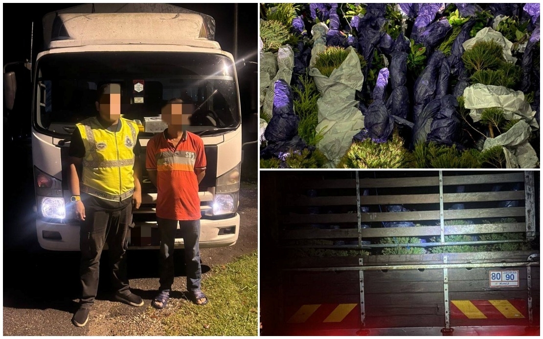 PGA Seizes Smuggled Plants Worth RM910,000 In Rantau Panjang
