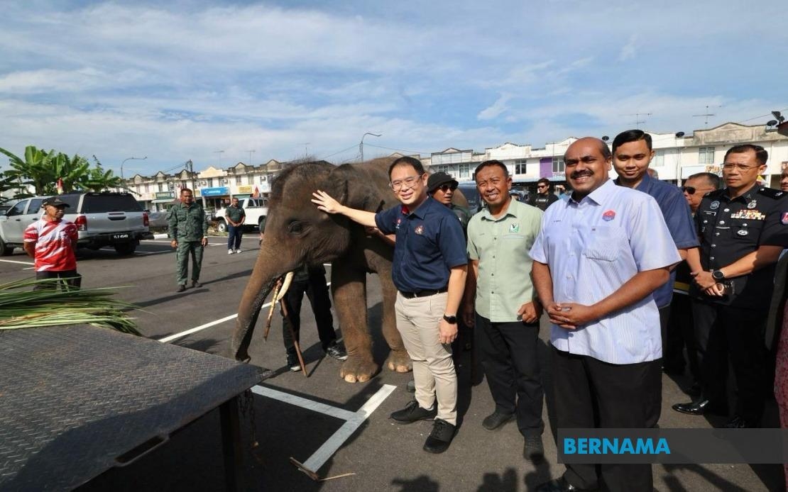 Translocation Operation: Six Elephants Captured In Kluang So Far