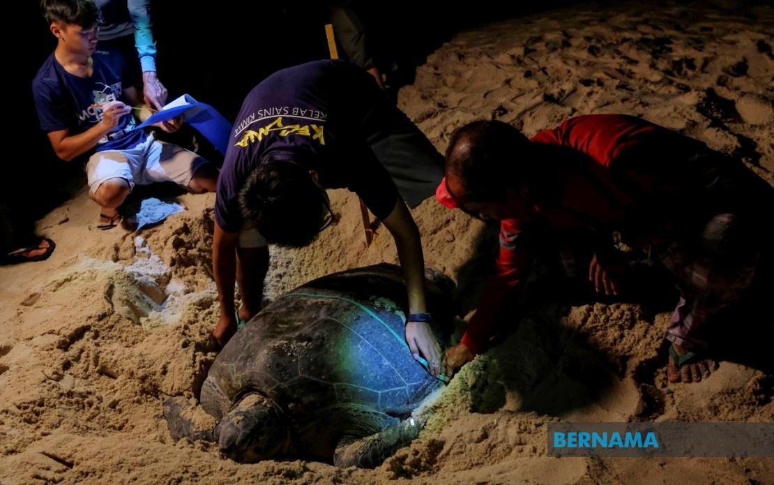 KHSB Expands CSR Efforts By Joining UMT's Adopt A Turtle Programme