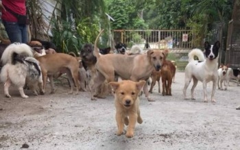 Penang Reviewing Land Issue Threatening Future Of 4PAWS Shelter