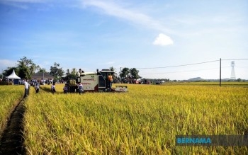 Melaka Produced 50 Tonnes Of Rice During First Harvest Season