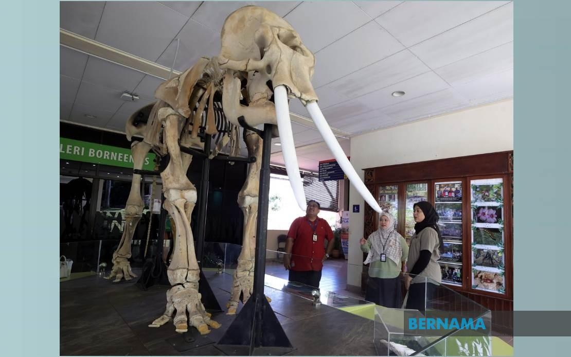 Bridging Worlds: Nurzhafarina's Mission To Unite Communities And Endangered Bornean Elephants