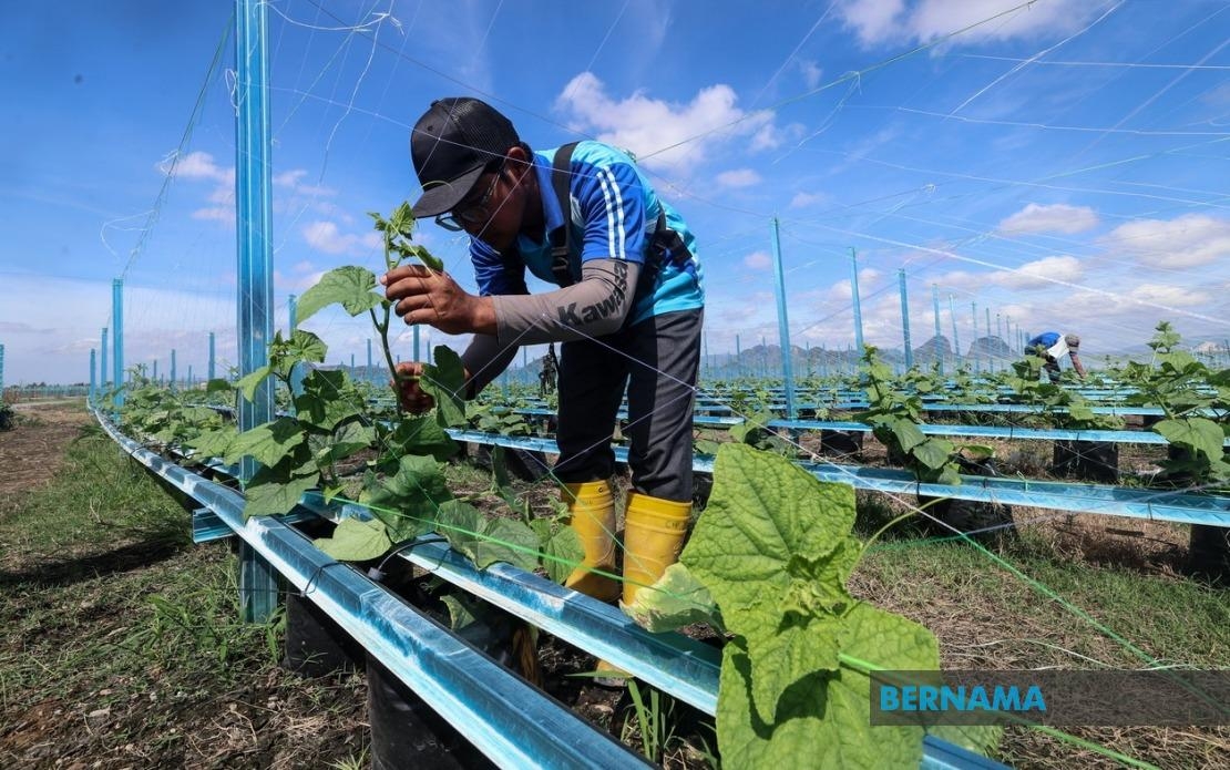 Automation, Digitalisation Key To Strengthening Agriculture Sector