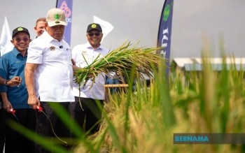 KPKM Introduces Two New Padi Varieties To Tackle Weedy Rice Problem